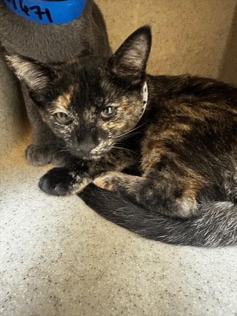 Unknown - Domestic Short Hair