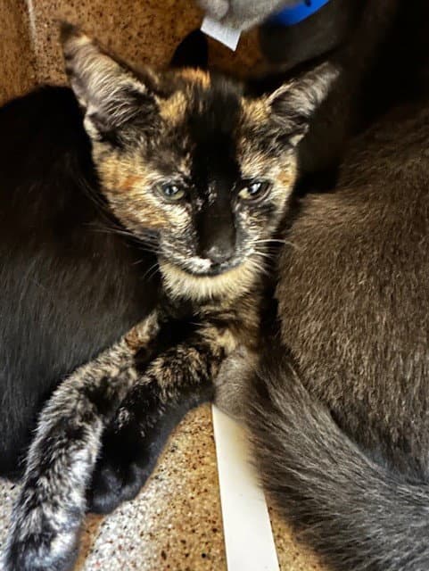 Unknown - Domestic Short Hair