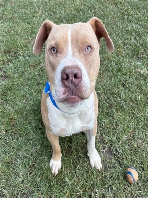 Churro - Pit Bull Terrier
