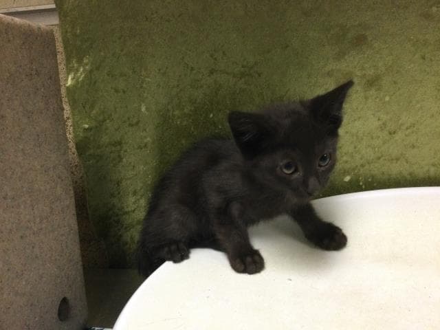 Rocket - Domestic Short Hair