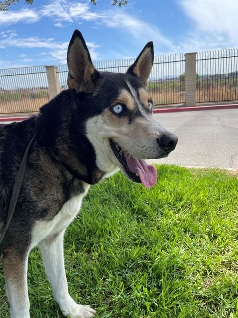 Duke - German Shepherd Dog