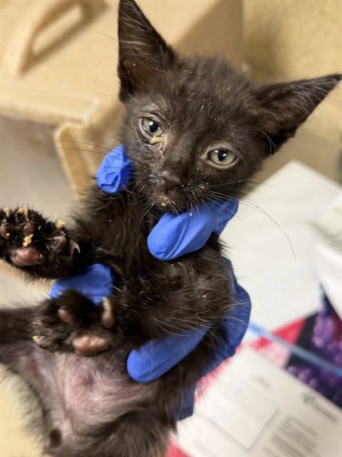 Unknown - Domestic Short Hair