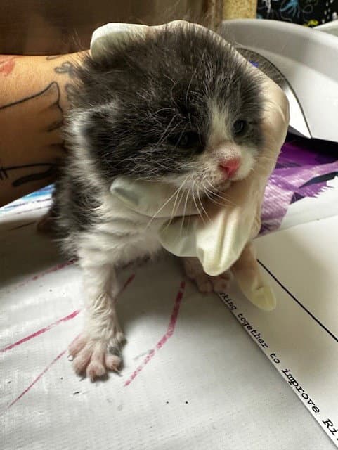 Tofu - Domestic Short Hair