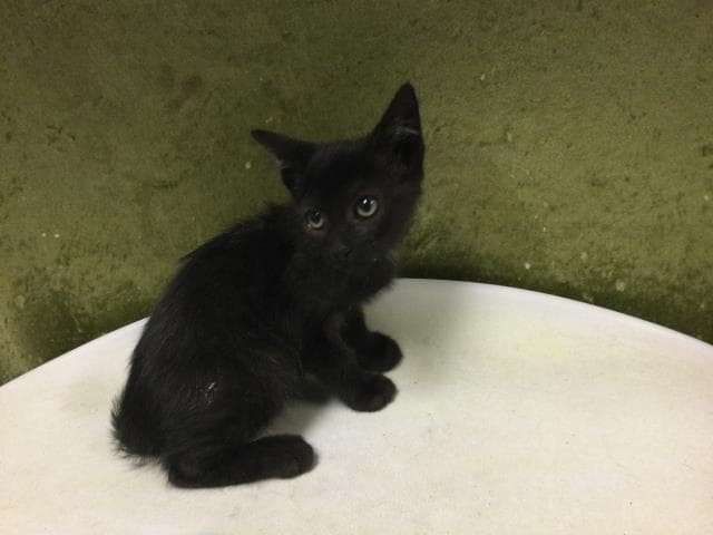Luna - Domestic Short Hair