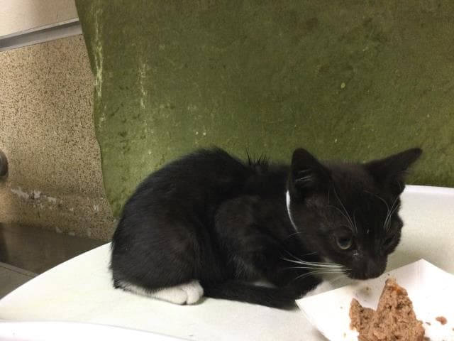 Star - Domestic Short Hair