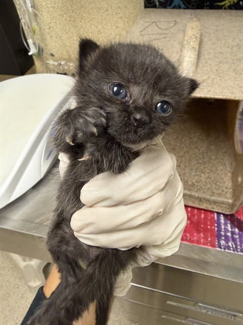 Unknown - Domestic Short Hair