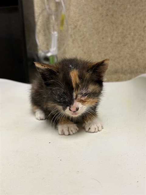 Unknown - Domestic Short Hair