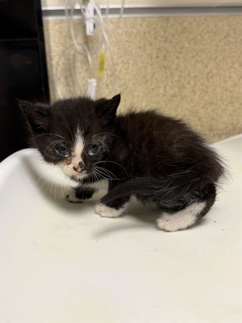 Unknown - Domestic Short Hair