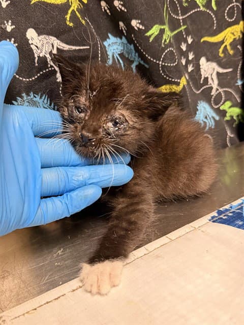 Unknown - Domestic Short Hair
