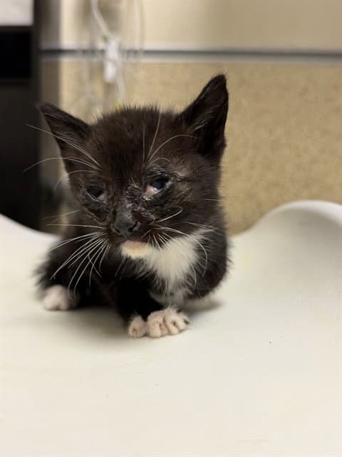 Unknown - Domestic Short Hair