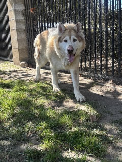 Camden Sosa - Alaskan Malamute