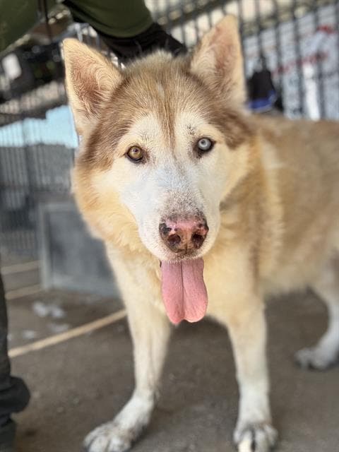 Camden Sosa - Alaskan Malamute