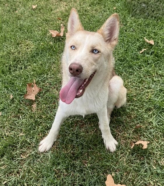 Raneera - Siberian Husky