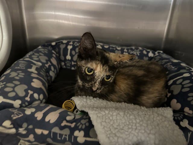 Unknown - Domestic Short Hair
