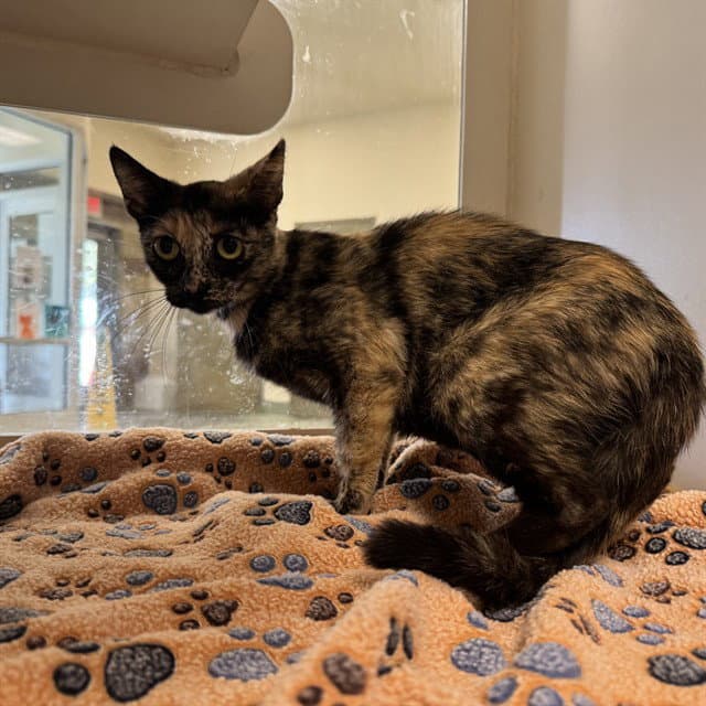 Unknown - Domestic Short Hair