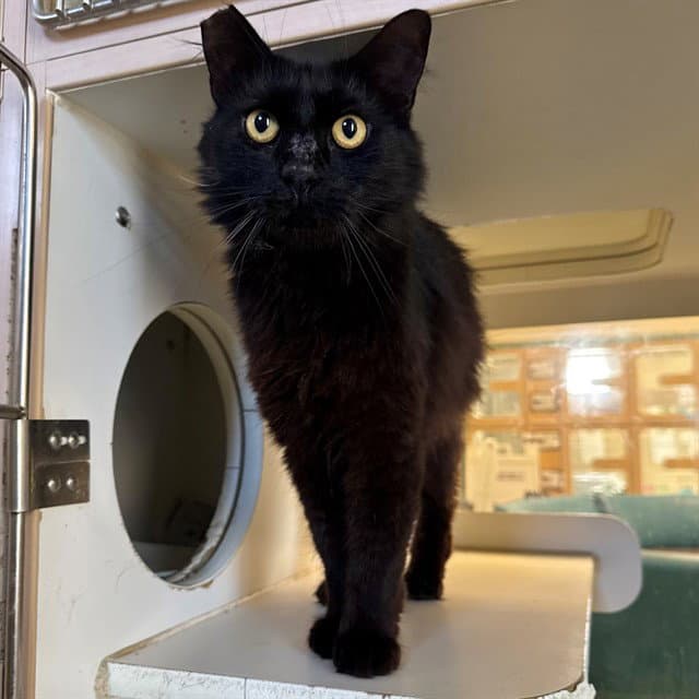 Yami - Domestic Short Hair