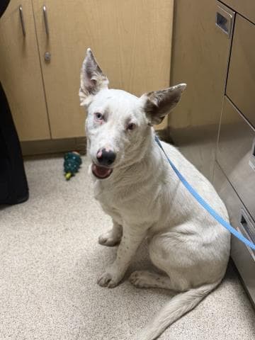 Olaf - Australian Cattle Dog/Blue Heeler