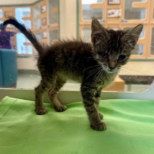 Perry - Domestic Short Hair