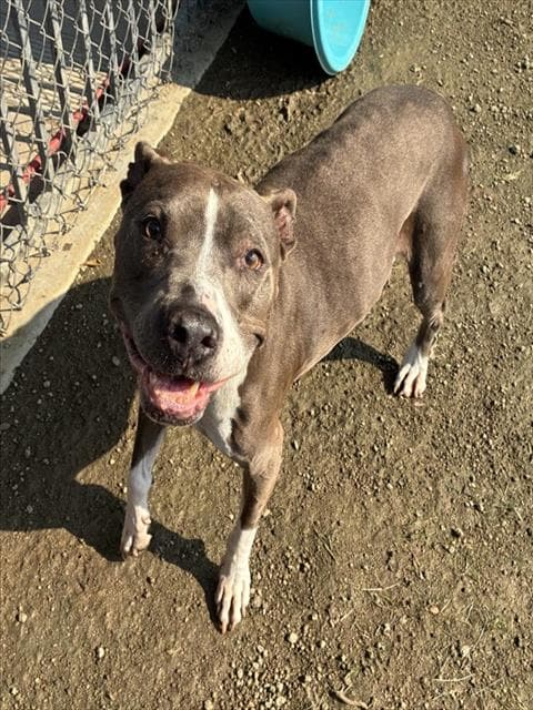 Delilah - Pit Bull Terrier
