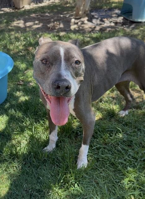 Delilah - Pit Bull Terrier