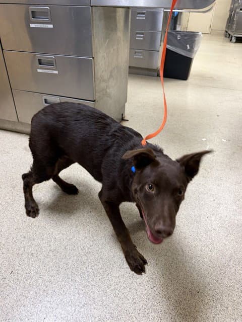 Rocky - Labrador Retriever