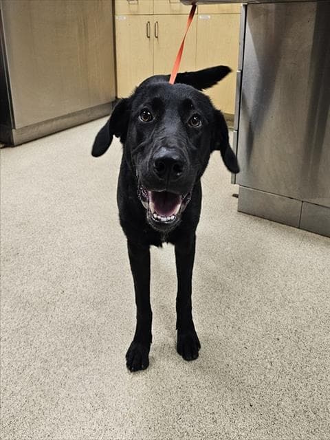 River - Labrador Retriever