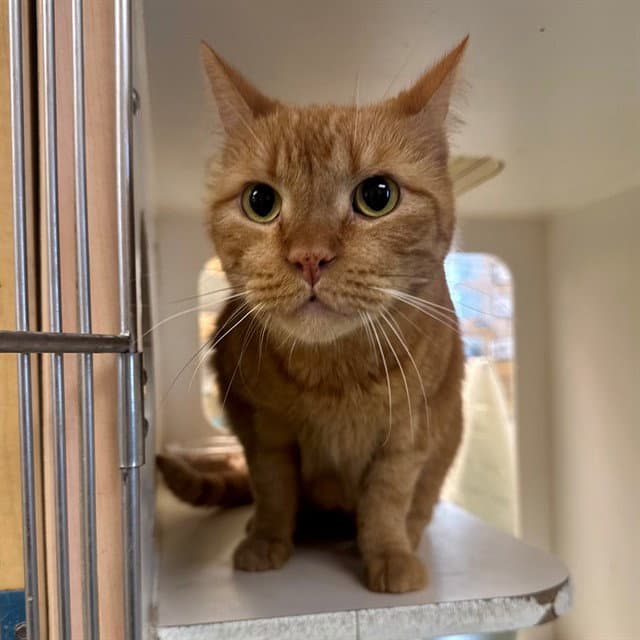 Thomas - Domestic Short Hair