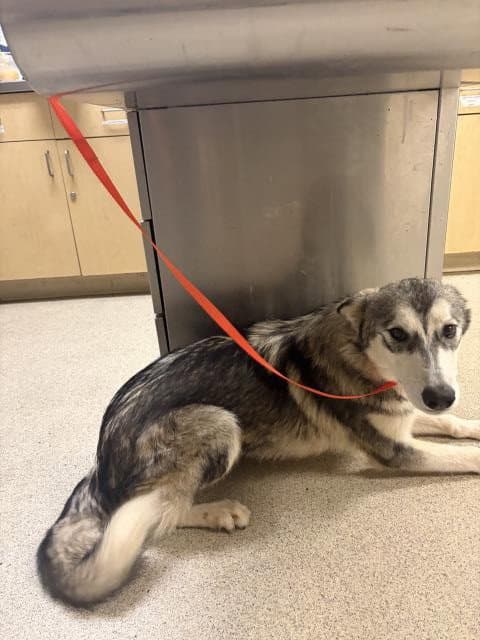Unknown - Husky