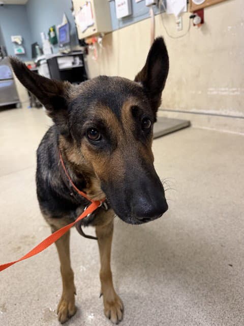Yuma - German Shepherd Dog