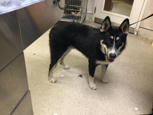 Blink - Siberian Husky