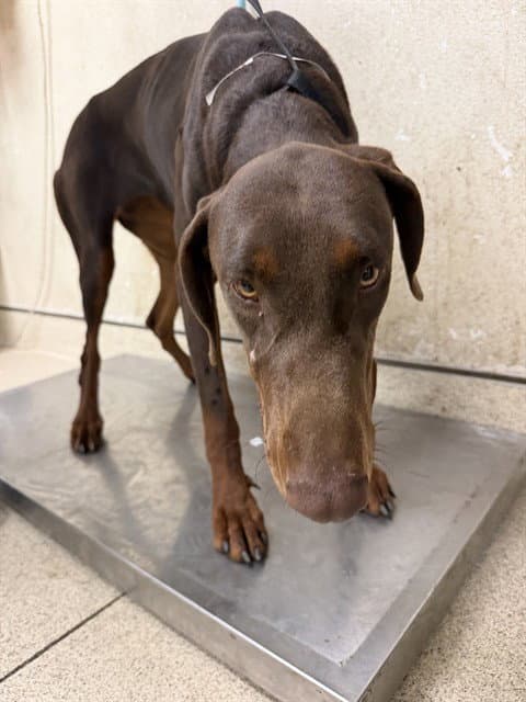 Morena - Doberman Pinscher