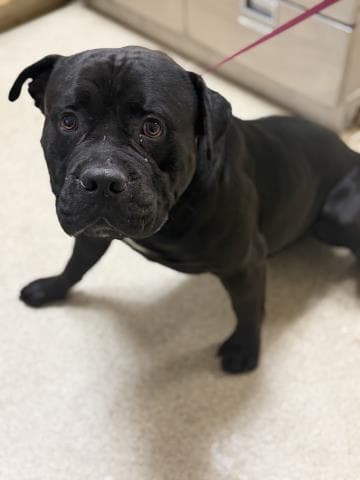 Unknown - Pit Bull Terrier