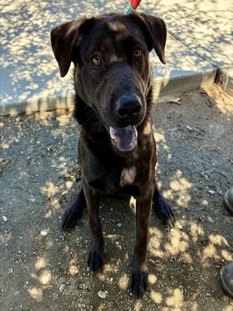 Oakley - Labrador Retriever