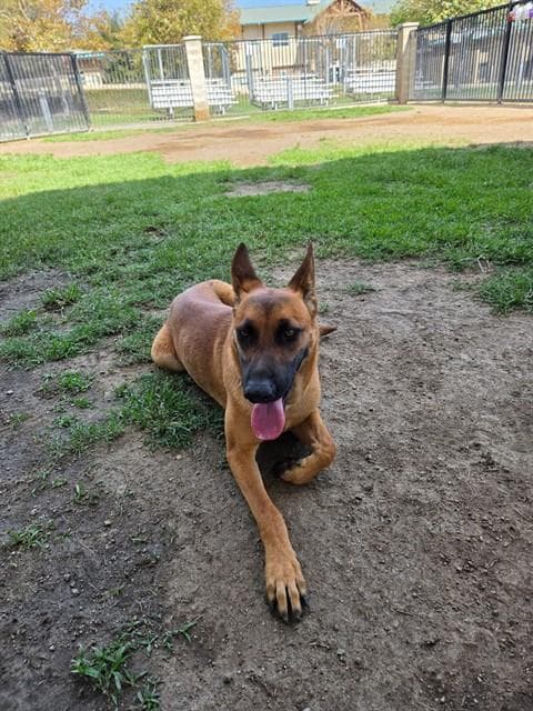 Rue - Belgian Shepherd Malinois