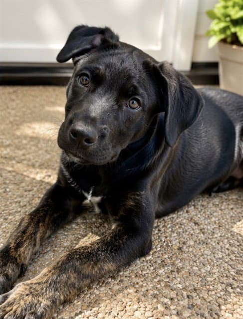 Po-Tay-To - German Shepherd Dog
