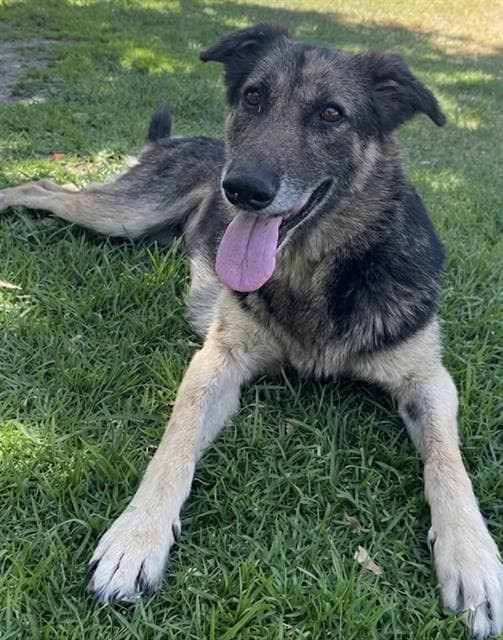 Bell - German Shepherd Dog