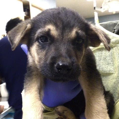 Rain - German Shepherd Dog