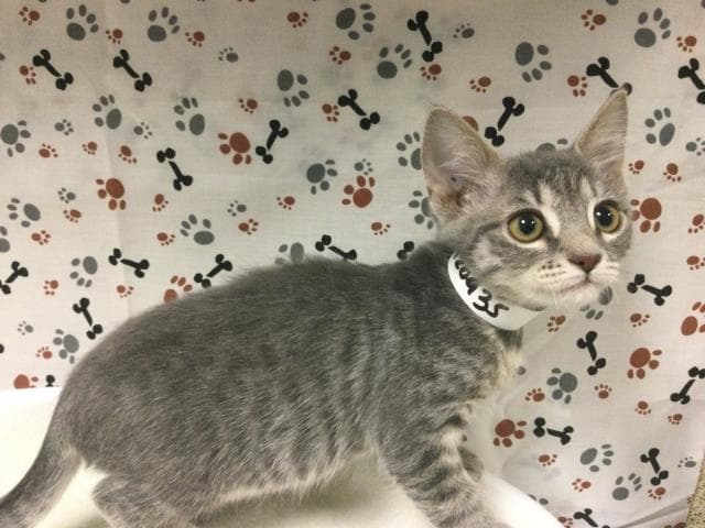 Mini - Domestic Short Hair