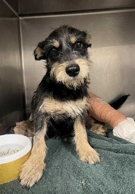 Hamner - Terrier