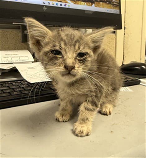 Unknown - Domestic Short Hair