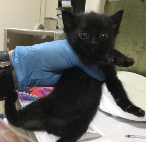 Unknown - Domestic Short Hair