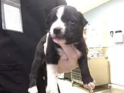 Dodger image 1