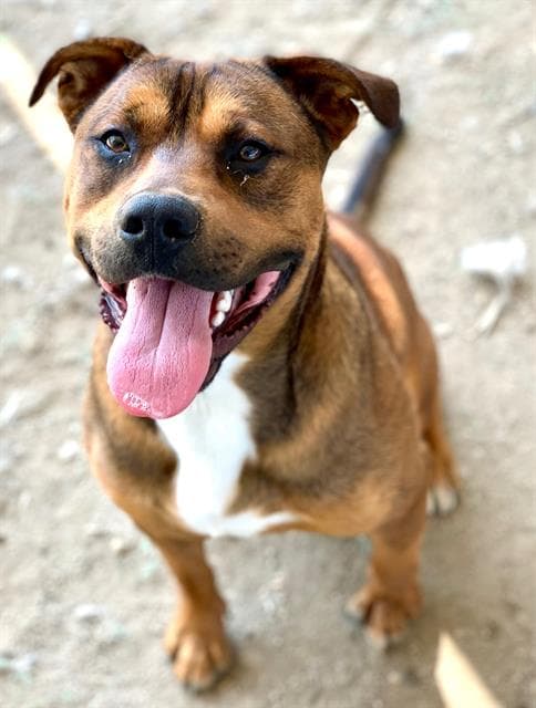 Kk - Pit Bull Terrier