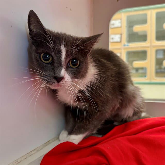 Stormy - Domestic Short Hair