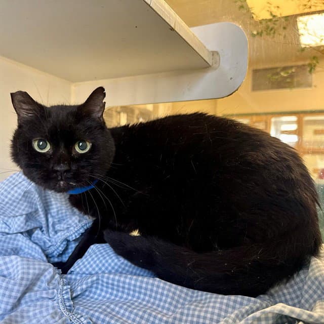 Boba - Domestic Short Hair