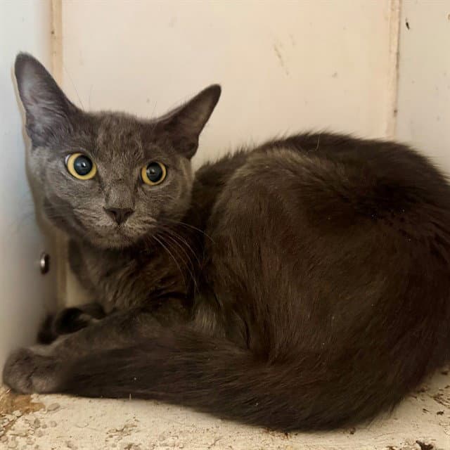Reina - Domestic Short Hair