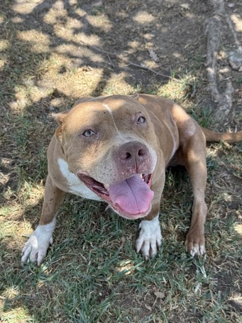 Tampa - Pit Bull Terrier