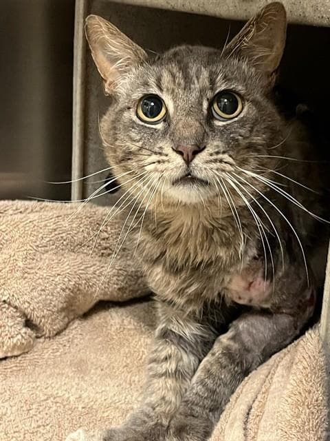 Warrior - Domestic Short Hair