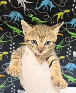 Buttercup image 1