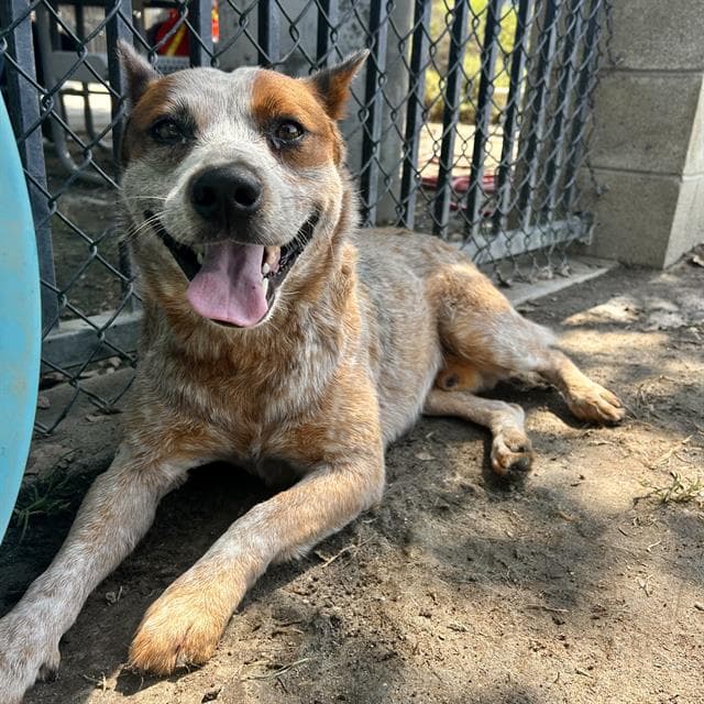 Moss - Australian Cattle Dog/Blue Heeler